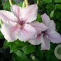Clematis 'Pink Fantasy' 80 cm rozenpot 2L
