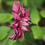 Clematis 'Purpurea Plena Elegans' 80 cm rozenpot 2L