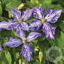 Clematis 'Tie Dye' 80 cm rozenpot 2L