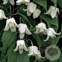 Clematis 'Winter Beauty' 80 cm rozenpot 2L
