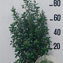 Escallonia 'Iveyi' 60-80 cm 10L