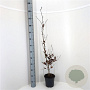 Fagus sylvatica 80-100 cm 3,0L