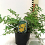 Hypericum moserianum 30-40 cm 2,0L