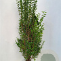 Ligustrum ovalifolium 150-175 cm met kluit extra