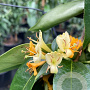 Lonicera henryi 'Copper Beauty' 80 cm rozenpot 2L