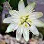 Passiflora 'Snow Queen' 80 cm rozenpot 2L