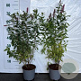 Spiraea billardii 60-80 cm 2,0L