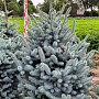 Picea pungens 'Super Blue' 150-175 cm draadkluit extra