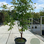 Acer griseum 175-200 cm draadkluit meerstammig