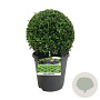 Buxus sempervirens 30 cm op 5,0L bol