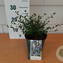 Ceanothus impressus 'Victoria' 20-30 cm 2,0L