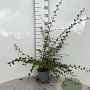 Cotoneaster franchetii 60-80 cm 2,0L