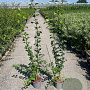 Crataegus monogyna 80-100 cm 2,0L