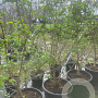Heptacodium miconioides 175-200 cm cont. 70L solitair