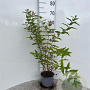 Hypericum androsaemum 30-40 cm 2,0L