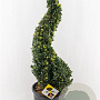 Ilex crenata Dark Green 90-100 cm 18L spiraal potgekweekt