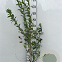 Lonicera tatarica 50-60 cm 5,0L