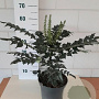 Mahonia media 'Winter Sun' 40-45 cm 5,0L