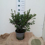 Osmanthus burkwoodii 30-40 cm 5,0L