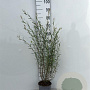 Salix purpurea 'Nana' 40-60 cm 2,0L