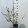Salix repens nitida 80-100 cm 5,0L