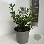 Sarcococca confusa 25-30 cm 5,0L