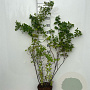 Symphoricarpos albus 80-100 cm 5,0L