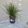 Deschampsia cesp. 'Goldtau' GM 2,0L