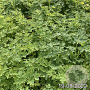Dicentra spectabilis GM 2,0L