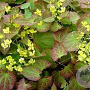 Epimedium perralc. 'Frohnleiten' GM 2,0L
