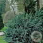 Juniperus squamata 'Meyeri' 30-40 cm 3,0L