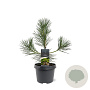 Pinus thunbergii 30-40 cm 3,0L
