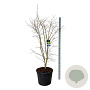 Acer Arctic Jade 175-200 cm cont. 90L extra