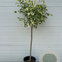 Acer negundo 'Flamingo' halfstam container