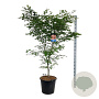 Acer North Wind 150-175 cm cont. 55L extra
