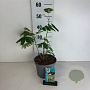 Albizia julibrissin 40-50 cm 35L