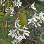 Amelanchier canadensis 300-350 cm cont. 130L meerstammig
