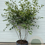Amelanchier lamarckii 140-160 cm container meerstammig