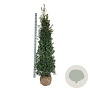 Ilex aquipernyi Dragon Lady 175-200 cm met kluit extra