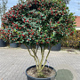 Ilex cornuta GM container solitair