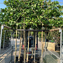 Liquidambar styraciflua 10-12 HO container lei 120x120