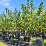 Malus 'Red Sentinel' 250-300 cm cont. 150L meerstammig