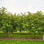 Malus toringo sargentii 150-175 cm draadkluit meerstammig 80-100 breed