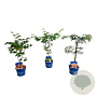 Mixlaag Acer palmatum veredeld 40-50 cm 3,0L