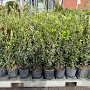 Quercus ilex 50-70 cm 3,0L
