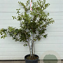 Quercus ilex 100-150 cm 40L meerstammig