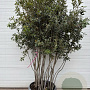 Quercus ilex 225-250 cm container meerstammig