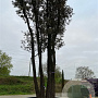 Quercus ilex 600-650 cm container meerstammig