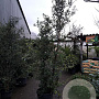 Quercus suber 200-250 cm cont. 70L meerstammig