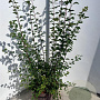 Spiraea vanhouttei 60-80 cm 10L
